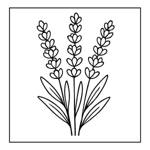Lavendel Malvorlage – kostenlose coloring page zum Ausmalen und Ausdrucken