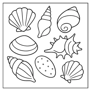 Muschel Malvorlage – kostenlose coloring page mit verschiedenen Muscheln zum Ausmalen für Kinder