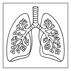 Vzdělávací omalovánka lidské plíce – coloring page s průřezem plic pro děti
