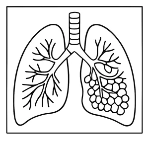 Vzdělávací coloring page – omalovánka lidských plic s průřezem pro děti