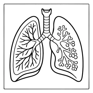Výuková omalovánka lidské plíce v řezu – coloring page ke stažení zdarma